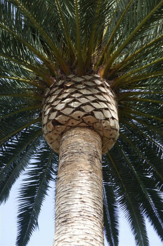 Canary palm 3